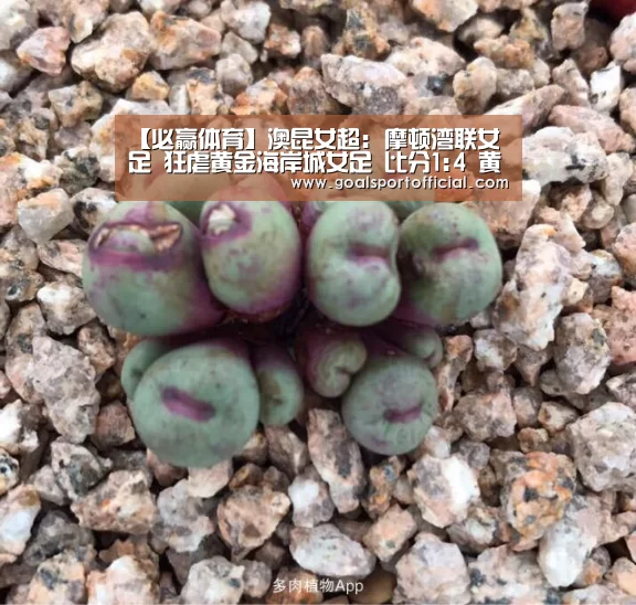 【必赢体育】澳昆女超: 摩顿湾联女足 狂虐黄金海岸城女足 比分1:4 黄金海岸城女足被虐(图1) 必赢体育官网
